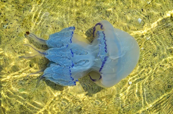 Jellyfish swims in the clear sea water at the bottom.
