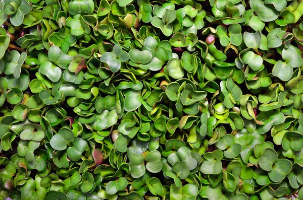 Texture Young Green Leaves Radish Microgreens — Stock Photo, Image