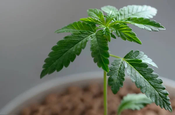 Plantas Jovens Cannabis Crescem Hidroponicamente Cultivando Maconha — Fotografia de Stock