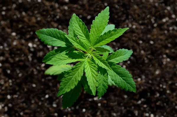 Brotos Jovens Cannabis Crescem Solo Cultivo Cannabis — Fotografia de Stock