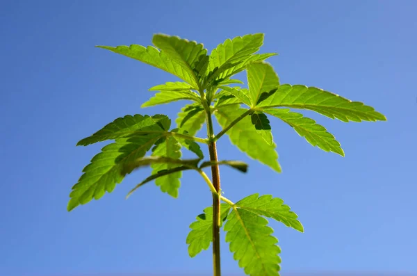 Unga Cannabisplantor Mot Den Blå Himlen Växande Marijuana — Stockfoto