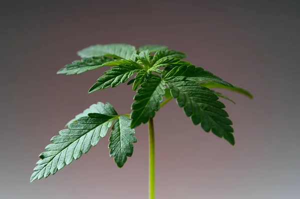 Jovens Plantas Cannabis Fecham Cultivando Maconha — Fotografia de Stock