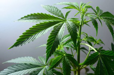 Genç kenevir bitkileri kapanıyor. Marihuana yetiştiriyorum.
