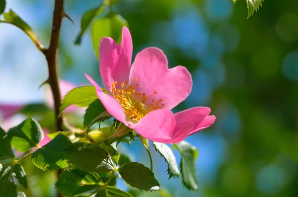 Rosehip Wild Rose Blooms Green Leaves — Stock Photo, Image