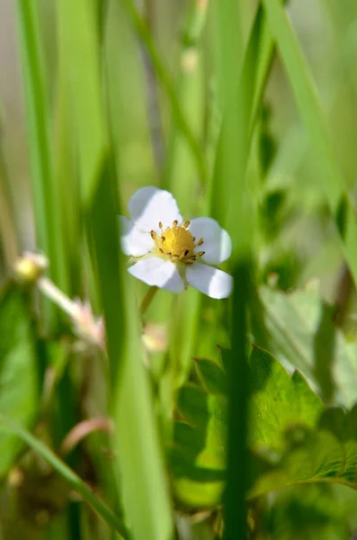 White Wild Strawberry Flower Grows Green Grass — Stock Photo, Image