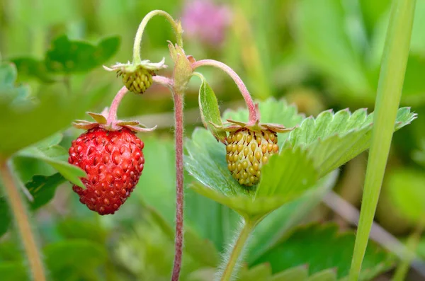 Ωρίμανση Άγρια Φράουλα Μεγαλώνει Μεταξύ Πράσινο Γρασίδι Καλοκαίρι — Φωτογραφία Αρχείου