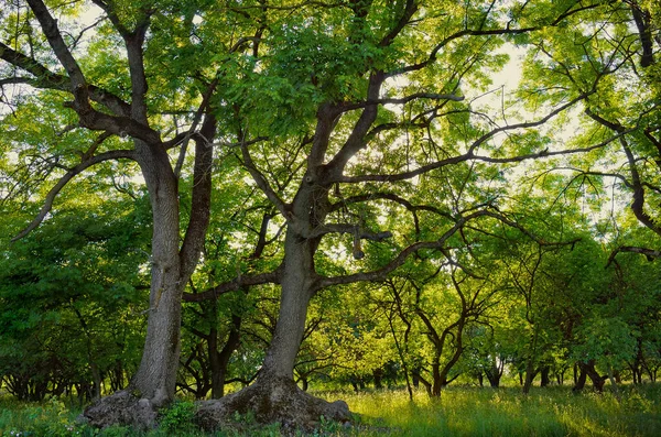 夏天森林里的两棵大灰树 — 图库照片