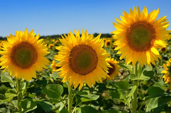Gelbe Sonnenblumen Wachsen Auf Dem Feld Landwirtschaftliche Pflanzen — Stockfoto