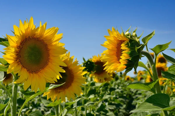 Los Girasoles Amarillos Crecen Campo Cultivos Agrícolas —  Fotos de Stock