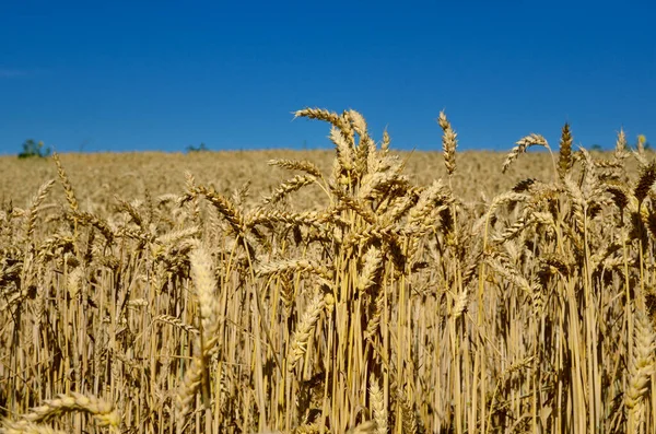 Yellow Wheat Blue Sky Ukrainian National Symbol — Stok fotoğraf