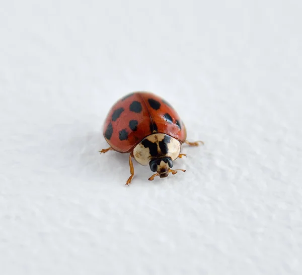 Kumbang Merah Pada Latar Belakang Putih Close — Stok Foto