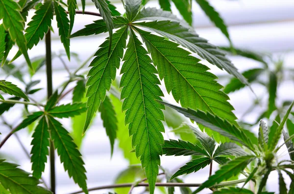 Genç Kenevir Bitkileri Kapanıyor Marihuana Yetiştiriyorum — Stok fotoğraf