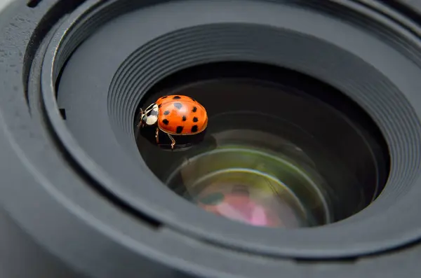 Ladybug sitting on a camera lens close-up