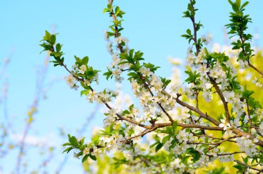 Baharda ağaçların dallarında beyaz çiçekler