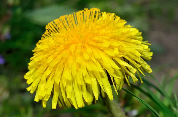 Желтые Цветы Одуванчики Среди Зеленой Травы Газоне Стоковое Фото