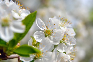 Baharda ağaçların dallarında beyaz çiçekler
