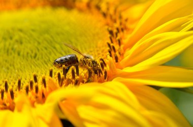 Bir arı nektar toplar ve bir tarlada ayçiçeği tozlaştırır.
