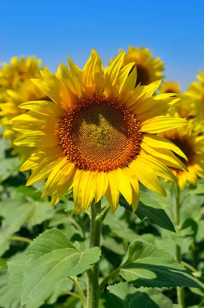 Stock image Yellow sunflowers grow in the field. Agricultural crops.
