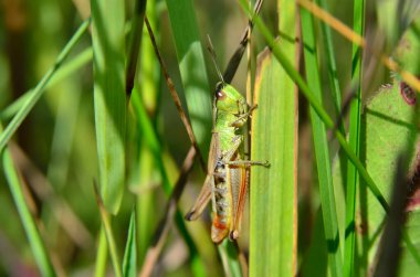 Çekirge yeşil çimenlerin üzerinde oturuyor.