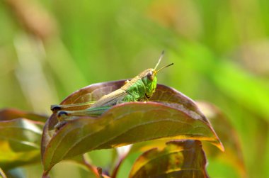 Çekirge yeşil çimenlerin üzerinde oturuyor.