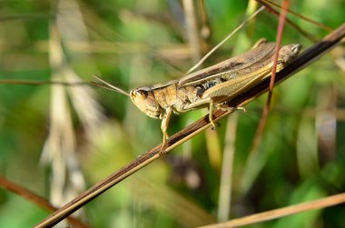 Çekirge yeşil çimenlerin üzerinde oturuyor.