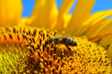 Bal arısı ayçiçeğinin çiçeklerinde nektar toplar.