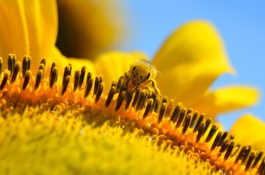 Honeybee collects nectar on the flowers of a sunflower clipart