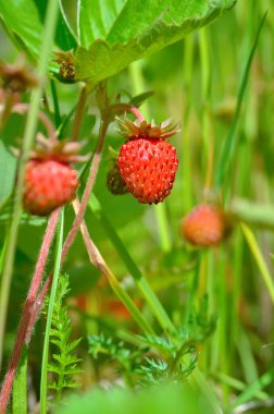 Olgun yabani çilek yazın yeşil çimlerin arasında yetişir.