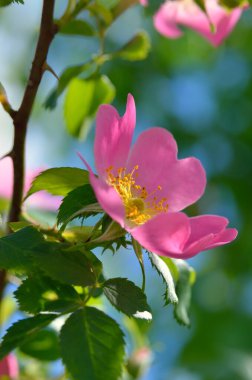Gül, yaban gülü, yeşil yaprakların arasında çiçek açar.