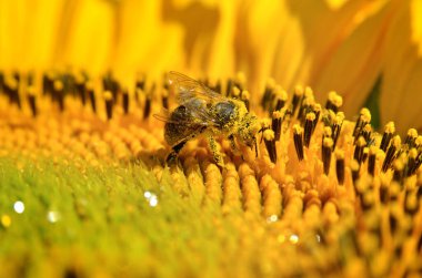 Bal arısı altın, olgun, ayçiçeğini döller.