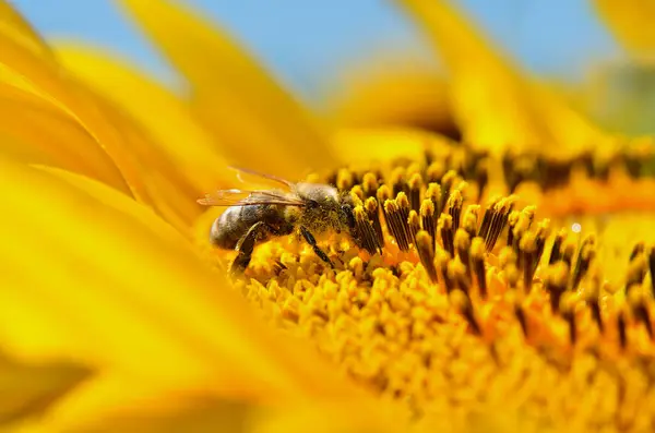 stock image Honey bee pollinates a golden, ripe, sunflower