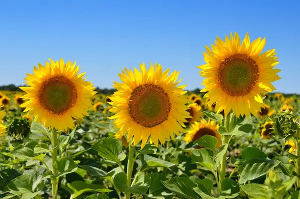 stock image Yellow sunflowers in agricultural field against blue sky