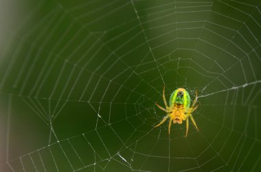 Yeşil örümcek Araniella cucurbitina bir ağda oturuyor, yakın plan.