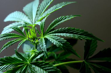 Karanlık bir arka planda büyük marihuana yaprakları. Büyüyen tıbbi esrar.
