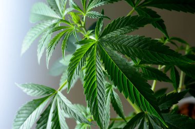 Karanlık bir arka planda büyük marihuana yaprakları. Büyüyen tıbbi esrar.