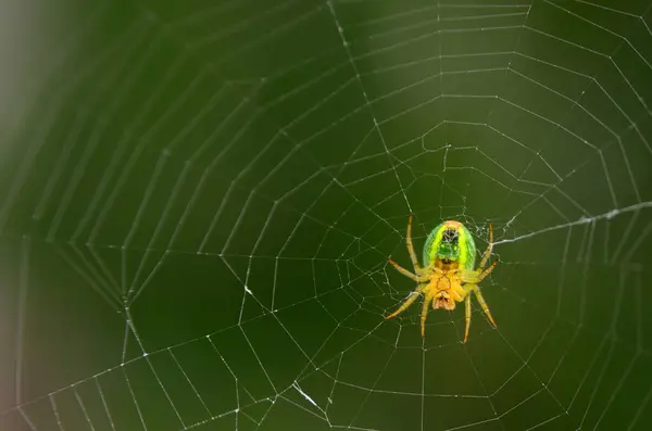 stock image Green spider Araniella cucurbitina sits in a web, close-up