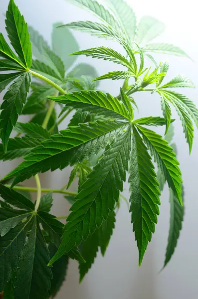 Karanlık bir arka planda büyük marihuana yaprakları. Büyüyen tıbbi esrar.