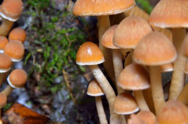 Sonbahar ormanında yabani mantarlar. Yakın plan.