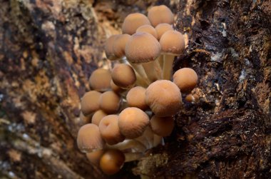 Sonbahar ormanında yabani mantarlar. Yakın plan.