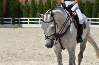 Genç, terbiye, atletik, safkan atına yakın çekim