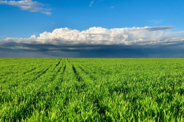 Mavi gökyüzünün arka planında yeşil alan