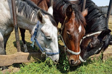 Kalem ortasında bir yemlik yeşil çim yiyorsun