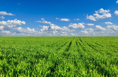 Mavi gökyüzünün arka planında yeşil alan