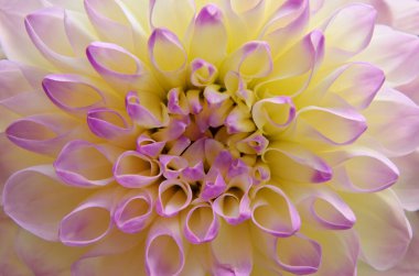 Sarı ve pembe taç yapraklı güzel yıldız çiçeği, detaylı doku.