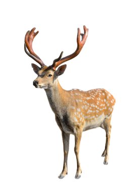 Beyaz arka planda dallı boynuzları olan genç benekli geyik.