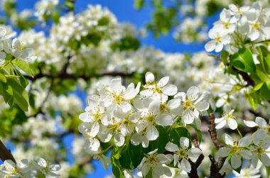 Narin beyaz çiçekler berrak mavi gökyüzüne, ilkbahar çiçeklerine karşı