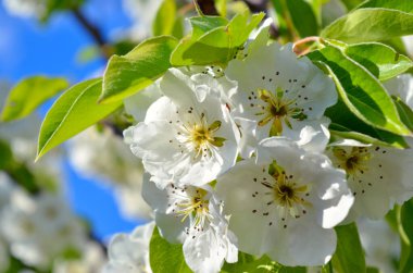 Narin beyaz çiçekler berrak mavi gökyüzüne, ilkbahar çiçeklerine karşı