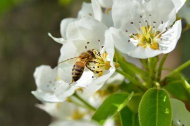 Armut çiçekli bal arısı, ilkbahar doğa sahnesi.