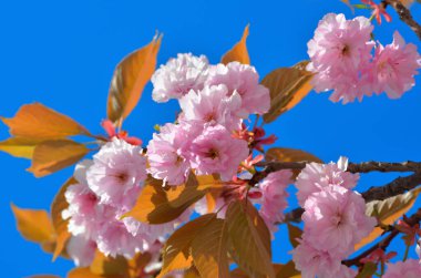 Pembe sakura çiçekleri altın yapraklarla, mavi gökyüzü, bahar çiçekleri