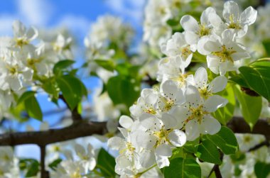 Bulanık yeşil ve mavi arkaplanlı beyaz bahar çiçekleri